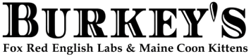 Burkey’s Fox Red English Labs & Maine Coon Kittens logo