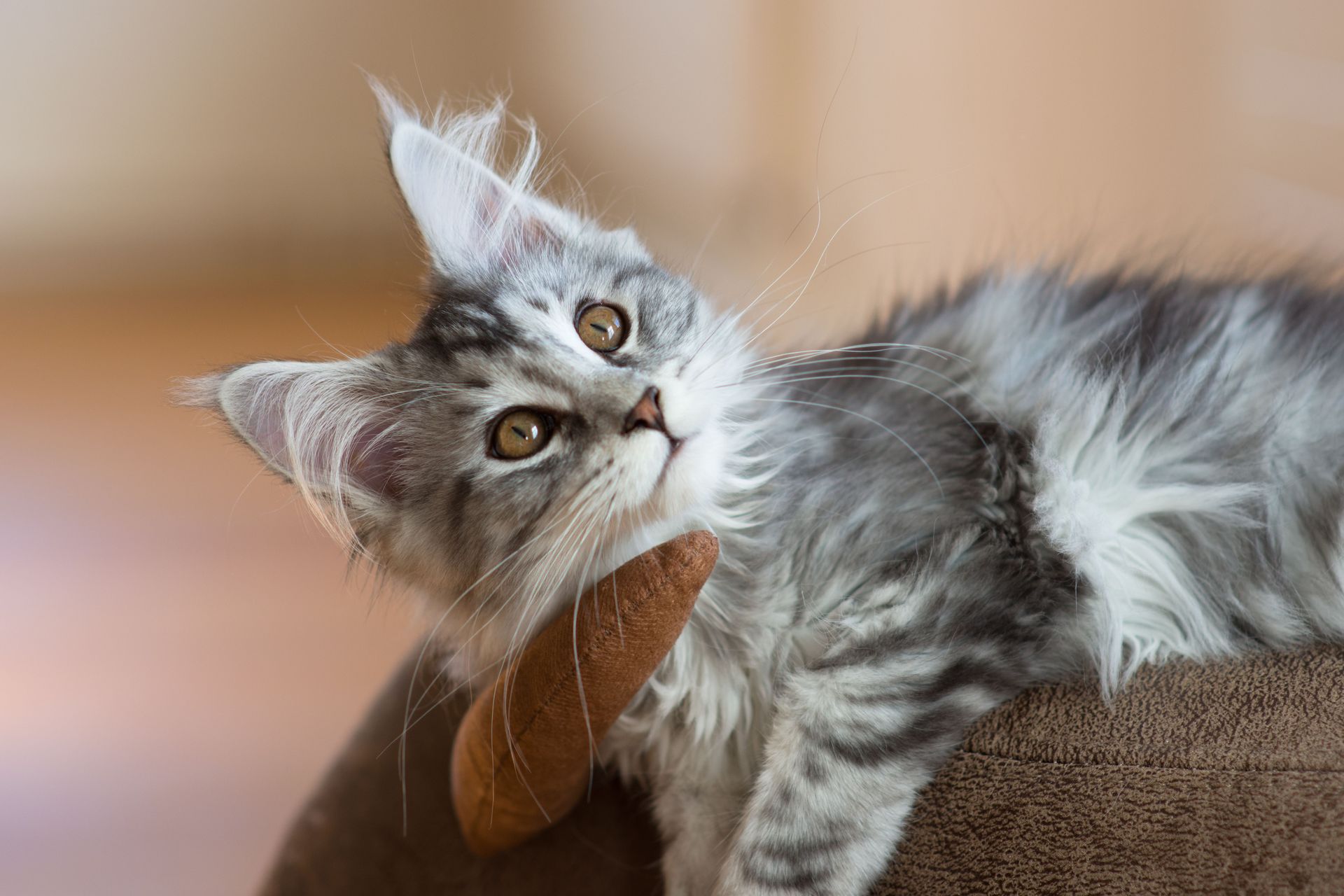 A fluffy Maine Coon kitten with tabby fur lounging indoors, showcasing its playful nature.