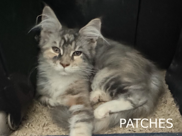 patches
