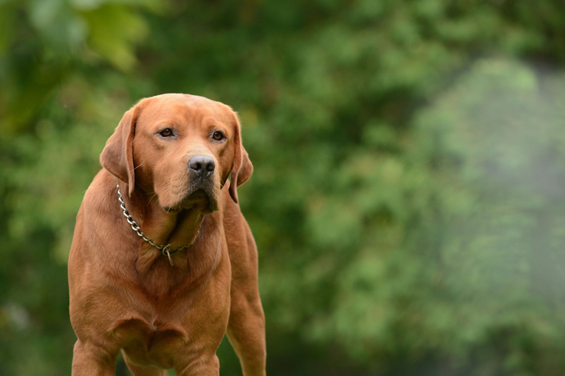 A stunning chocolate Labrador Retriever standing in a lush green outdoor setting, exuding calmness and strength.